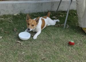 2015_05315-31チャッピー