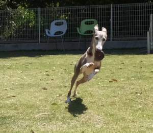 2015_05135-13トム１