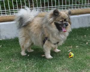 2015_05205-20ぽんちゃん