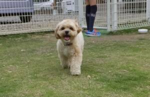 2015_05305-30こむぎ