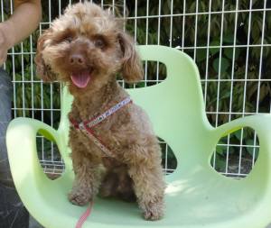 2015_05175-17ポニョ