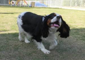 2015_05014-23あられ