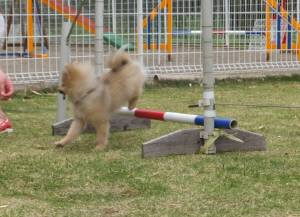 2015_05035-3きなこ２