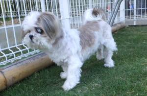 2015_05014-23ランちゃん