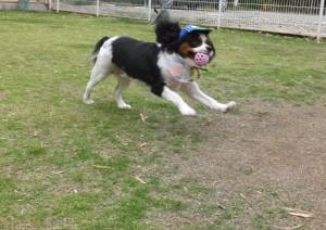 2015_05295-29あられ