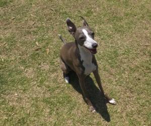 2015_05175-17イギー