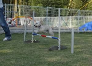 2015_05135-13よつば３