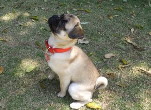 2015_05045-4パグハル