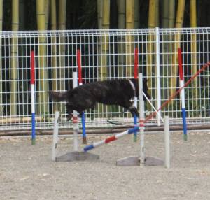 2015_05035-3さくら