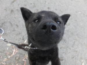 2015_05135-13さくら