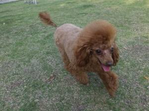 2015_05135-13クレア