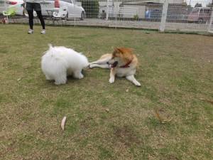 2015_05095-8がくあい