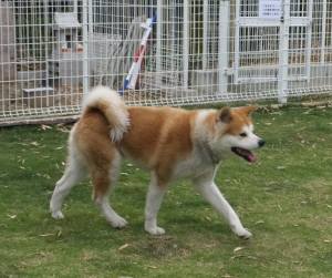 2015_05155-15トミー