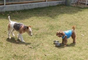 2015_05035-3ぽにょえるさ