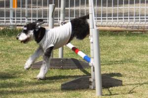 2015_05045-4リリィ