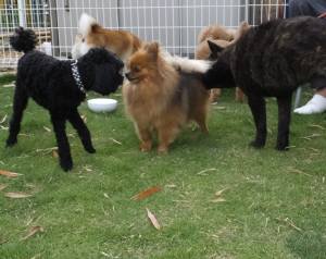 2015_05315-31ポニョウルーさくら