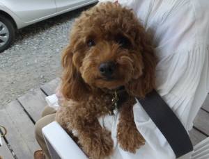 2015_05175-17ミトン