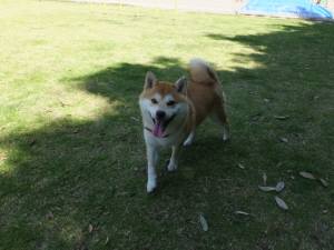 2015_05305-30あいちゃん