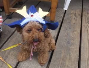 2015_05095-8ごおちゃん