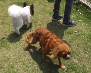 2015_05205-20ベルリン