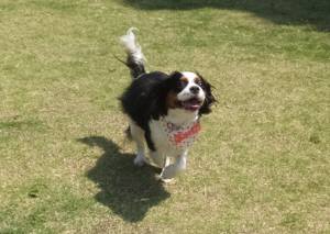 2015_05155-15あられ