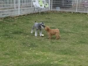 2015_05195-19ぎんがなつめ