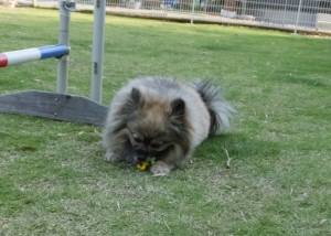 2015_05275-26ぽんちゃん