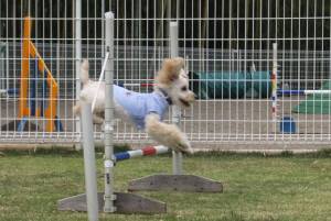 2015_05065-6ヨツバジャンプ