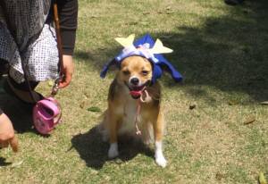 2015_05045-4りんどう