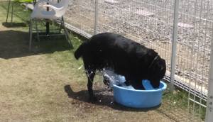 2015_05065-6ベル水