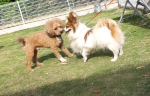 2015_05315-31カールポチ