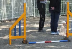 2015_05135-13ヨツバしつけ