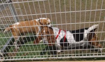 2015_05085-7ムサシマロン