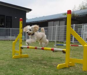 2015_05205-20よつば