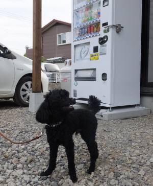 2015_05315-31ウルー