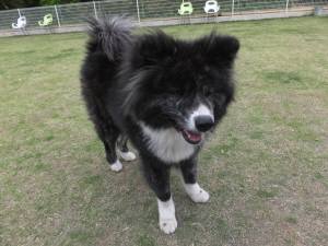 2015_05155-15マキー