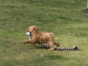 2015_05195-19なつめ１