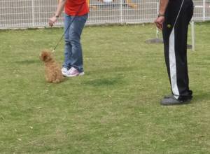 2015_05195-19しつけ