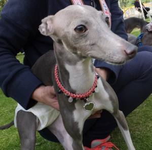 2015_06066-5リッチ２