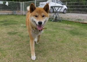 2015_06026-2こはく