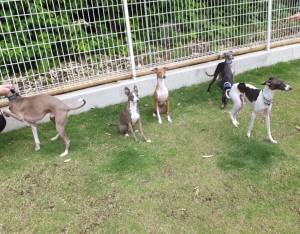 2015_06066-5イタグレ