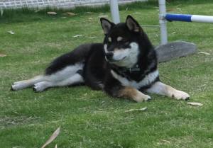 2015_06106-8ヤマト