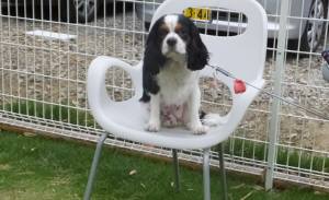 2015_06056-4あられ２