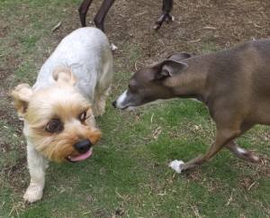 2015_06066-5シンジ