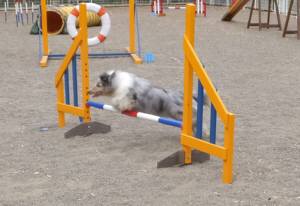 2015_06026-2アイル