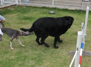 2015_06066-5ベル２