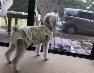 2015_06266-26なっつ