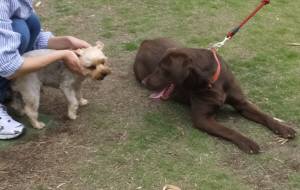 2015_06086-6ララシン