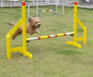 2015_06066-5カール