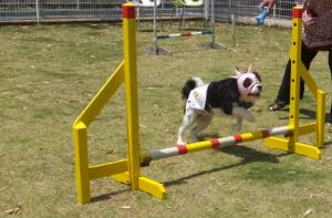 2015_06016-1あられ3